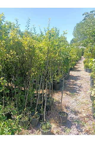 Yeşil Deniz Fidancılık Tüplü Ankara Armut Fidanı 100-150 Cm