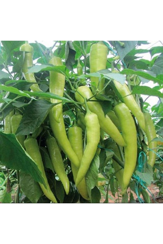 Bykurt Sunagri Çarliston Biber Tohumu - Tatlı Lif Ve Çekirdeği Az Sofralık Ve Kızartmalık