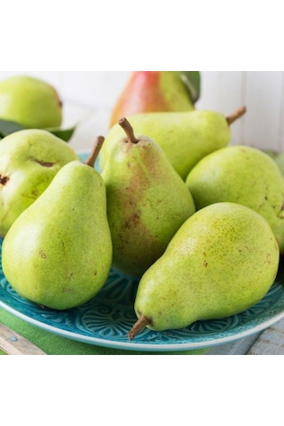 Tüplü, Aşılı, Bahri Bey Armut Fidanı