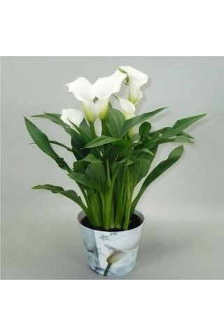 Gala Gelin Çiçeği Calla Lily Beyaz 10-20 Cm
