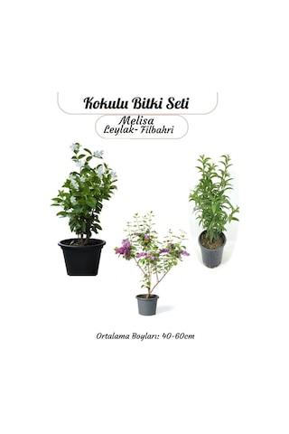 Saksılı Balkon Bahçesi Seti Filbahri- Melisa Ve Leylak İle Mini Bahçenizi Kurun
