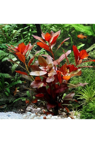 Ludwigia Repens Kusursuz Form Akvaryum Bitkisi Canlı Bitki 5 Dal