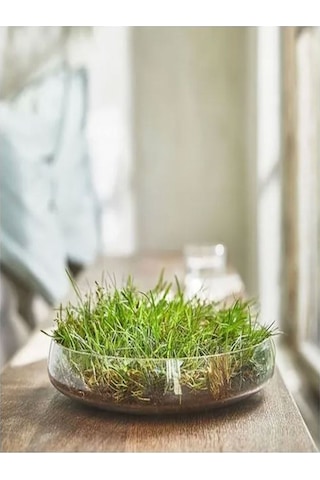 Hedersam Bardakta Çimen Kokulu Mum Açık Yeşil 20 Saat Açık Yeşil