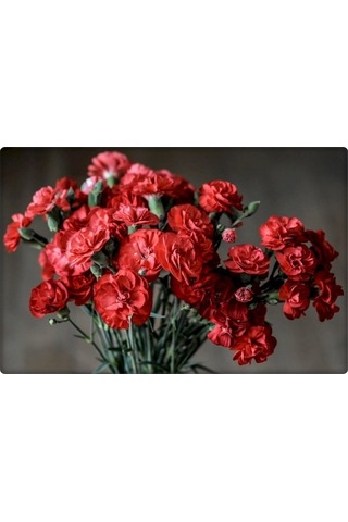 Arzuman Karanfil Tohumu 100 Adet