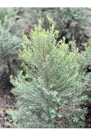 Videolu Leylandi Ile Doğayı Bahçenize Getirin 40 60 Cm 1 Adet Saksılı Cupressocyparis Leylandii