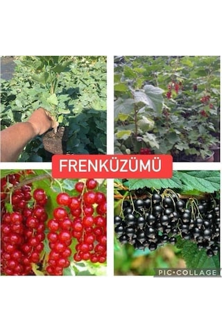 Frenk Üzümü Kırmızı+siyah 2 Adet