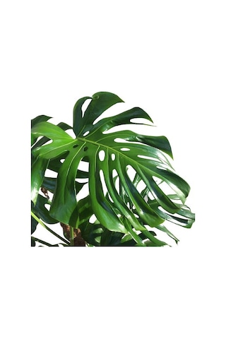 Yosunlu Destek Çubuğu İle Monstera 140 Cm Deve Tabanı