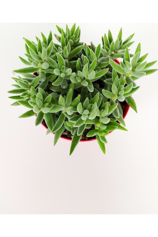 Crassula Jade Mesembryanthemoides Pembe Küçük Çiçek Veren Sukulent 8.5 CM Kırmızı Saksıda