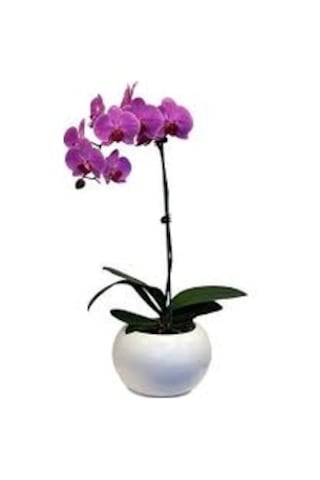 10 Adet Tohum Nadir Bulunan Mor Orkide Çiçeği Tohumu