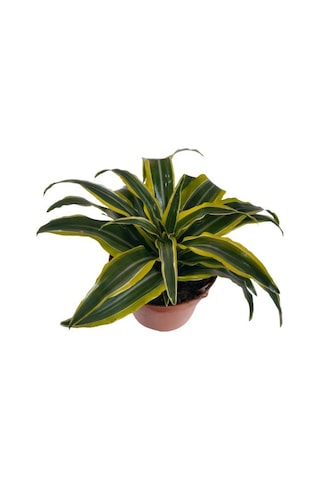 Dracaena Fragrans Lemon Lıme
