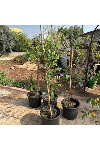 20 Lt Saksıda Meyve Verir Durumda Carambola Yıldız Meyvesi Fidanı