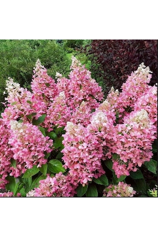 Soğuklara Dayanıklı Hydrangea Anomala Pink Lady Ortanca Fidanı