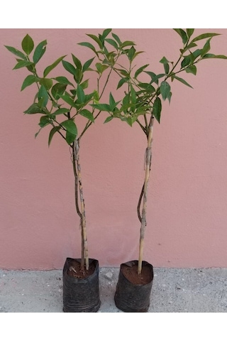 3 Yaş Aşılı 2 Adet Yediveren Bodur Mayer Limon Fidanı