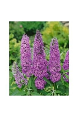 1-2 Yaş Arası Mor Kelebek Çalısı Fidanı Kelebek Çeken Zarif Çiçek