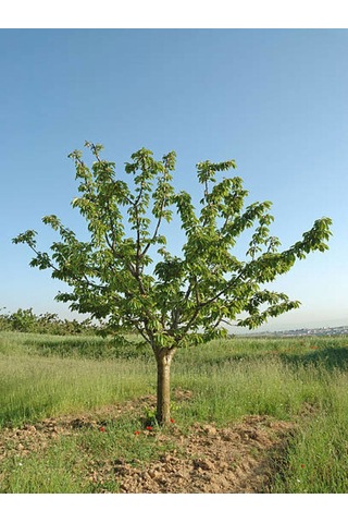 Favori Ürün Çınar Ağacı Fidanı Doğu Çınarı 80 90 Cm 4 Adet Tüplü Dış Mekan Platanus Orientalis