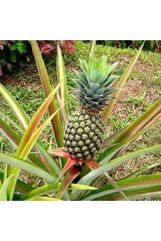 Saksıda Ananas Meyvesi Fidanı Del Monte 2 Cinsi