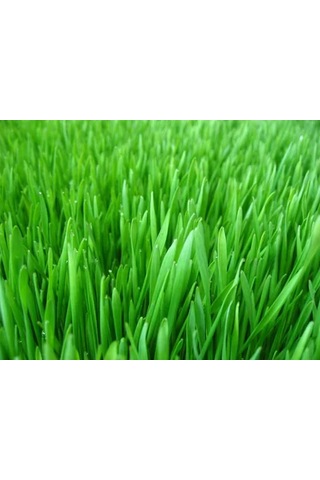 1 KG İthal 3Lü Karışım Çim Tohumu + Tohum