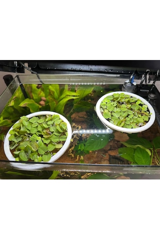 Pureysma Akvaryum Yüzen Bitki Ve Yem Halkası 3 Adet Balıklar İçin Yüzey