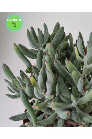 Cotyledon Orbiculata Sukulent 1 Adet