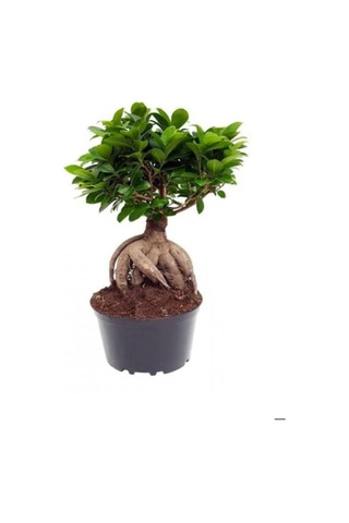 Hediyelik Bonsai Bitkisi, Sukulent Hediyeli, Teraryum Bitkisi