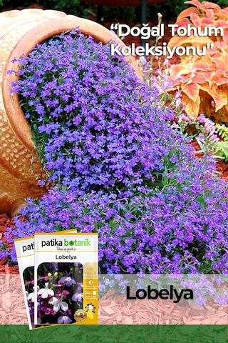 Patika Botanik 100 Adet Lobelya Çiçek Tohumu Lobeliaerinus