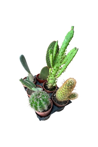 Kaktüs & Sukulent 6'lı Karışık Set