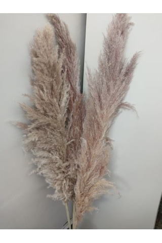 3 Adet Dogal Renginde Grimsi Pampas