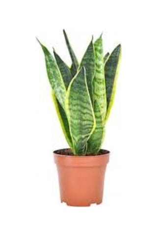 Kılıç Çiçeği 40 Cm Paşa Kılıcı Sansevaria Peygamber Kılıcı Çiçeği