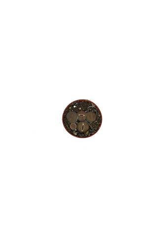 Lithops Mix (Taş Kaktüs) Ø5,5 CM Y0-10 CM