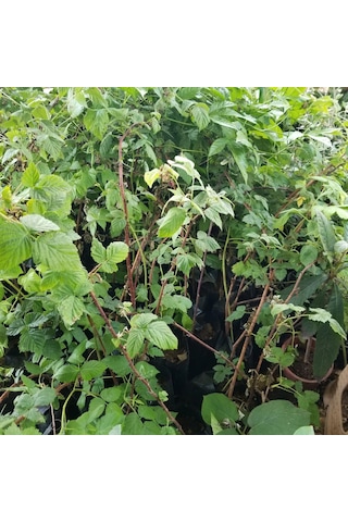 Ahududu Dikensiz Sarı+pembe+kırmızı 3 Adet