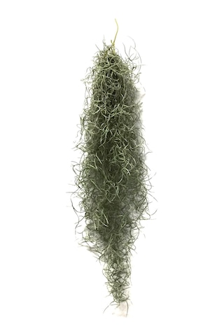 Tillandsia Usneoides (Hava Bitkisi)
