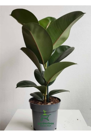 Hediyelik Mini Boy Kauçuk Çiçeği Canlı Yapraklı 20-45cm Ficus Elastica
