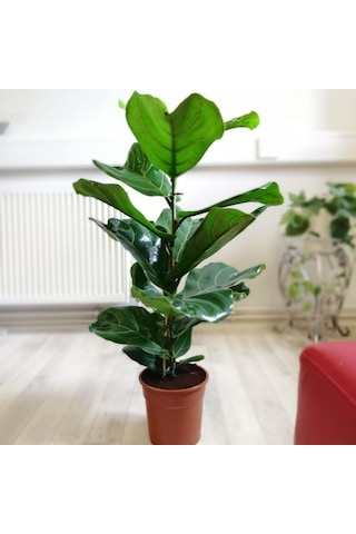 Ficus Lyrata - Keman Yapraklı Kauçuk 60-80 cm