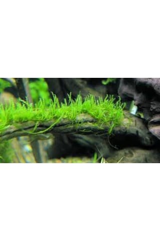 Dala Sarılı Java Moss Vesicularia Dubyana