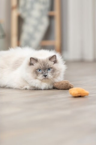 Trixie Kedi Oyuncağı, Peluş Ayı, Kediotlu 8cm