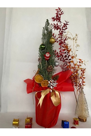 Elwoodi Yılbaşı Ağacı-yılbaşı Çamı 30-50cm Hediye Paketli Kozalak Ve Portakallar Dahil