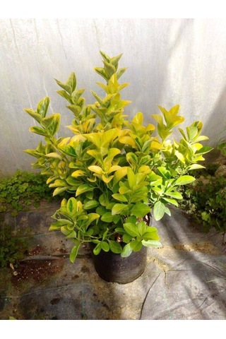 Gold Taflan 10 Adet - Büyük Boy 40 - 50 Cm Diğer