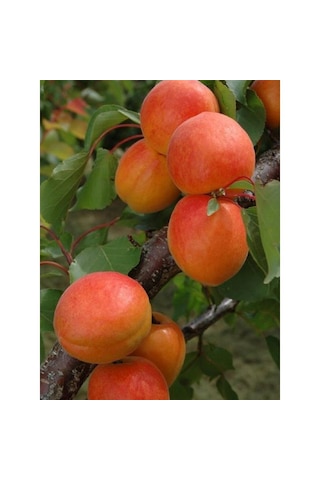 Kayısı Perfect Red 180-220 Cm Tüplü