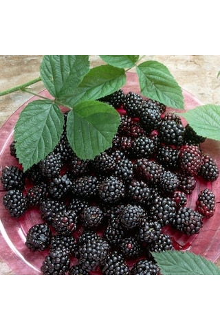 Tüplü Erkenci Verimli Dikensiz Early Fat Böğürtlen Fidanı