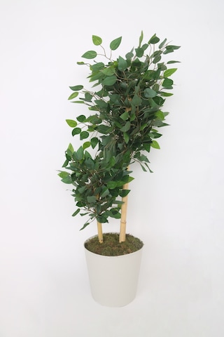 Yapay Ficus Benjamin Ağacı Dolgun Yeşil Yapraklı, Ev Ve Ofis Dekorasyonuna Uygun, Bambu Gövdeli Yeşil