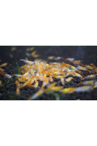 Rili Karides Turuncu 4 Ad 1-2 Cm