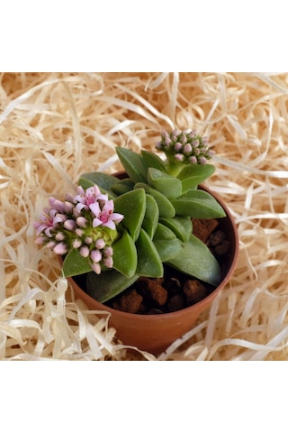 Crassula Springtime - 20 Adet Sukulent - Teraryum Bitkisi