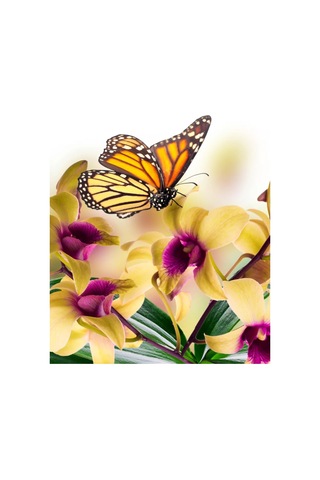 Gregorange Dekoratif 3d Kelebekler 48 Adet, İç Mekan Çıkartmaları, 208781481 Mavi