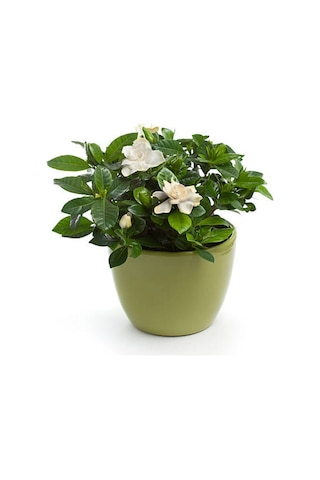 Videolu Anneler Gününe Özel Gardenya Tomurcuk 20 40 Cm 1 Adet Saksılı Iç Mekan Bitkisi Gardenia