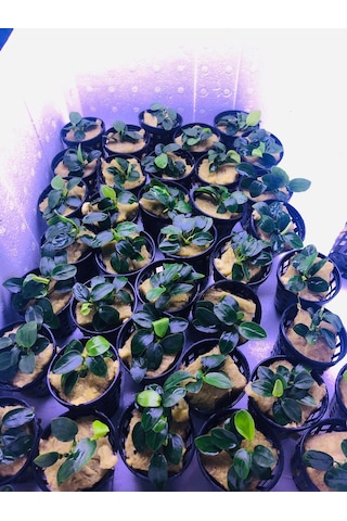 Anubias Petite Saksı Canlı Bitki 5-7 Yaprak