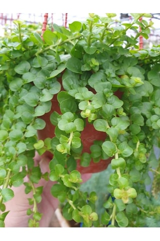 Makrome Saksılı Sarı Kız Çiçeği 1 Adet 20-40cm Altın Kolye Lysimachia Nummulari