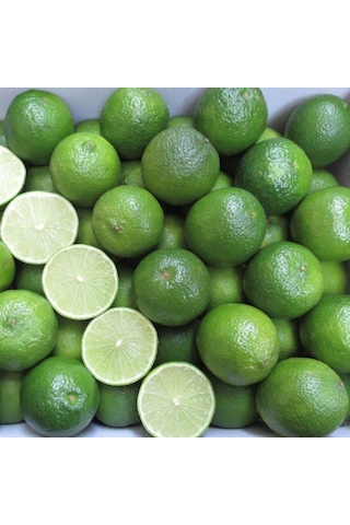 Tüplü Aşılı Nadir Meksika Lime Çekirdeksiz Limon Fidanı