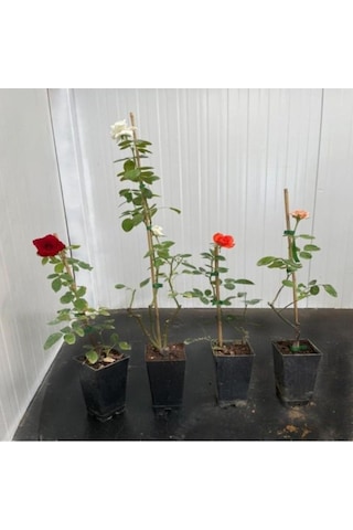 Yediveren Kokulu Karışık Gül Fidanı Paketi 5 Adet 10-20 Cm