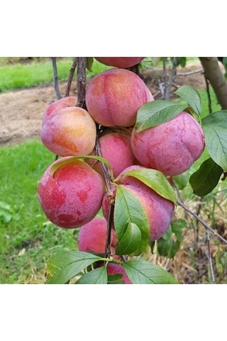4 Yaş. Aşılı Autumn Giant Erik Fidanı. Torbada 4 Yaş. Aşılı Autumn Giant Erik Fidanı. Torbada
