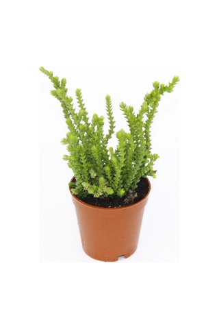 Crassula Muscosa - 20 Adet Sukulent - Teraryum Bitkisi